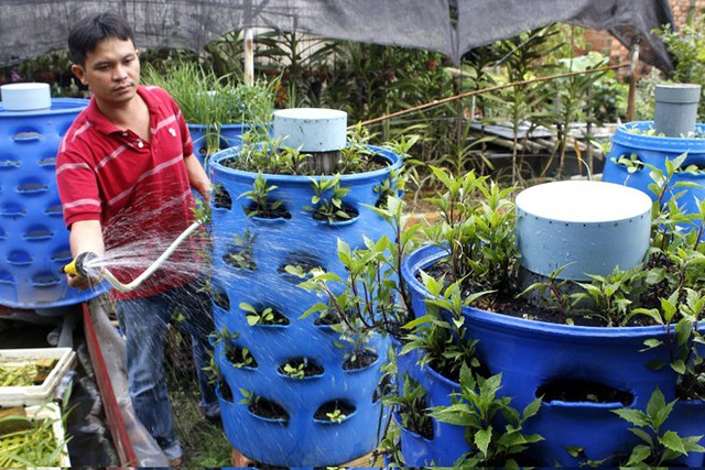 Anh Khuyến với mô hình “tháp bảo vệ môi trường”. Ảnh: Nguyễn Trí.
Chỉ tay vào các loại rau gia vị, rau ăn lá mọc xanh um quanh thùng phuy, anh Khuyến hào hứng cho biết: Xanh vậy là nhờ rác. Để chứng minh, anh này mở nắp hình trụ đặt giữa thùng phuy để giới thiệu về hàng chục loại rác đang nằm đầy trong ống.

Theo anh Khuyến, đây là rác nhà bếp, rau củ mềm. “Khi vào ống, vi sinh chuyển hóa rác thành mùn. Giun đất rất thích môi trường này nên sẽ sinh sản và ăn mùn để thải ra phân. Đây là nguồn dinh dưỡng chính cho cây, nên cây trồng trong tháp sinh trưởng nhanh hơn trồng đất và không cỏ, ít tiêu tốn nước”, anh Khuyến tiết lộ.

Theo quan sát, ống hình trụ có đường kính khoảng hơn 15 cm và được đặt cố định ngay giữa tháp với khá nhiều lỗ được đục xung quanh.

Tháp với chân đế có bánh xe, có thể di chuyển tiện lợi. Ngoài ra, xung quanh thân tháp được cắt thành hàng chục các hốc, nhờ đó có thể trồng nhiều loại rau tùy thích. Với diện tích sàn 0,3 m2, tương đương với 2 m2 rau trồng trên đất, mỗi tháp có thể cho 6 kg rau một tháng.

Học hỏi mô hình của anh Khuyến, gia đình anh Nguyễn Ngọc Minh (quận Gò Vấp) không còn phải đi chợ mua rau. Với 3 tháp, mỗi tháng, anh thu hoạch được 15-20 kg rau các loại.

“Gia đình 2 người đủ rau sạch ăn hằng ngày. Lâu lâu đi chợ mua thêm những loại rau không trồng được. Còn lại, hầu như chìa tay ra cửa sổ là có rau, là đổ được rác”, anh Minh hóm hỉnh nói.

Khách đặt hàng không ngớt

Theo anh Khuyến, sau khi vô tình xem một video nước ngoài nói về mô hình này, nhận thấy không quá phức tạp, gia đình lại đang thiếu nguồn rau an toàn nên anh bắt tay nghiên cứu. “Dù xem đi xem lại rất kỹ video, nhưng cũng phải mất đến 6 tháng tôi mới ra được tháp bảo vệ môi trường hoàn chỉnh”, anh Khuyến tiết lộ.

Hằng tuần, anh tiếp hàng chục khách tới hỏi mua, hoặc tham quan mô hình. Sau gần 2 năm từ lúc giới thiệu tháp bảo vệ môi trường, anh Khuyến đã cung cấp hàng trăm tháp trồng rau cho khách khắp nơi trên cả nước. Nếu tính cả tư vấn để họ tự làm thì con số lên tới hàng nghìn”, anh Khuyến ước tính. Giá mua mỗi tháp trồng rau bằng rác với tên tháp bảo vệ môi trường của anh Khuyến là 1-1,5 triệu đồng tuỳ kích thước.

Sau gần 2 năm hộp hồ sơ, anh Khuyến đã được các cơ quan nhà nước cấp bằng sáng chế cho mô hình này. “Có bằng sáng chế, tôi tự tin mở rộng quy mô và thương mại hóa sản phẩm. Sắp tới, tôi sẽ cải tiến mô hình để tăng thêm lượng rau, loại rau trồng trong tháp và giảm giá thành sản phẩm, giúp tháp bảo vệ môi trường tới tay nhiều người hơn”, anh Khuyến cho biết.

Theo Zing
