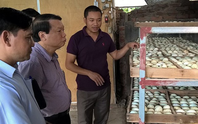 Ph&oacute; Chủ tịch Hội N&ocirc;ng d&acirc;n Việt Nam Nguyễn Duy Lượng tham quan l&ograve; ấp trứng vịt trời của anh Cường. Ảnh: Minh Anh