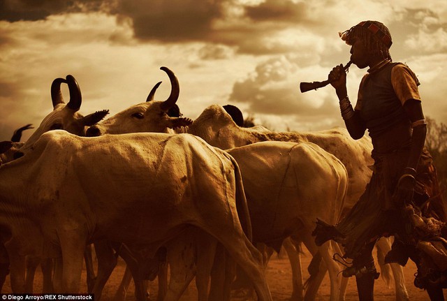 Custom: A member of the tribe is seen herding cattle with a traditional bone horn at sunset in the Omo Valley region of Ethiopia 