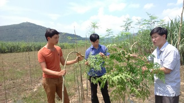 Cây chùm ngây của bà con nông dân ở xã Cẩm Phong, huyện Cẩm Thủy (Thanh Hóa) đã cho thu hoạch lá, nhưng không có người mua.