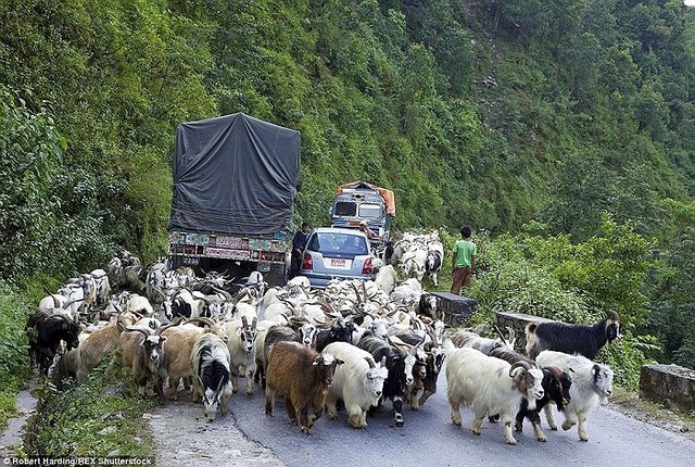 
Động vật luôn là nguyên nhân gây ùn tắc giao thông nghiêm trọng vào giờ cao điểm trên con con đường giữa 2 thành phố Pokhara và Nayapul, Nepal.
