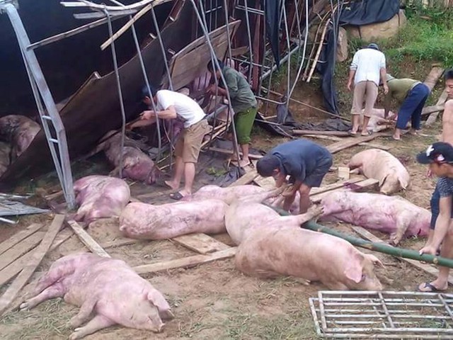 Hàng chục con lợn bị đè chết sau vụ lật xe tải. Ảnh: Doãn Đạt.