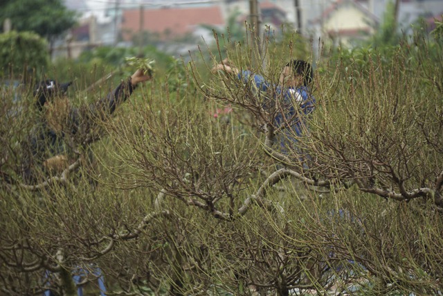 Những cây đào thế đã tuốt sạch lá đang chờ ra hoa.