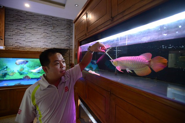 Anh Ly chia sẻ về cách kiểm tra ngồn gốc, đặc điểm cũng như cách chăm sóc cá rồng 24K 9999. Ảnh: N.Lan.