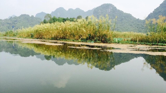 
Hai bên bờ, bạt ngàn lau đang mùa trổ bông
