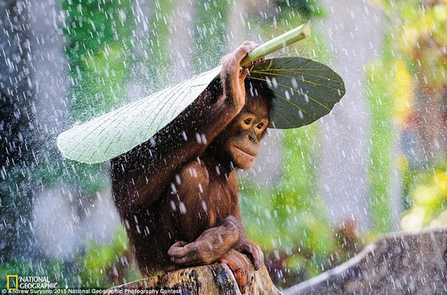 Khoảnh khắc chú đười ươi lấy lá khoai môn che mưa đã được tác giả người Bali - Andrew Suryono - nhanh tay ghi lại.