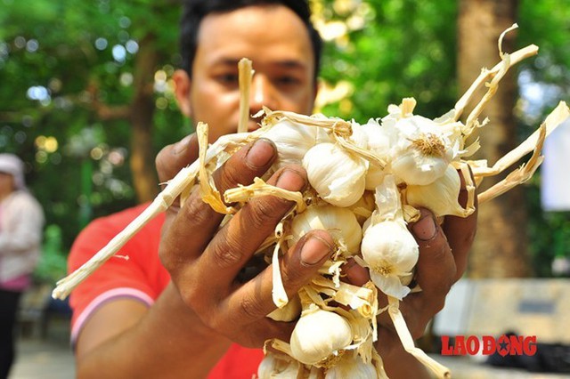 Ghi nhận tại điểm bán tại khu K3 (Vĩnh Phúc, Hà Nội), số lượng tỏi được bày bán là tỏi bình thường. Cách phân biệt tỏi Lý Sơn so với tỏi tại các nơi khác không khó. Tỏi trồng tại quê tôi không có vị nồng mà có vị đậm, thơm. Phần rễ vẫn còn bám vào củ, phần cuống nhỏ, các nhánh tỏi bên trong khá đều, anh Thắm nói.