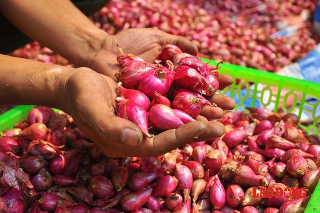 Hành Lý Sơn củ nhỏ, đều và ít nhánh.