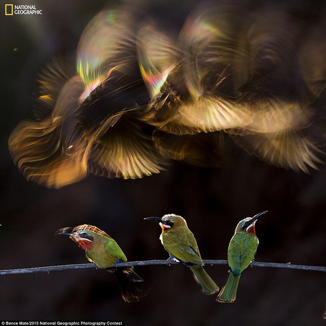 Trong bức ảnh rực rỡ sắc màu, 3 chú chim đậu trên cùng một nhánh cây trước khi bay về tổ. Nhiếp ảnh gia Bence Mate đã làm việc trong suốt 18 ngày, mỗi ngày chỉ 5-10 phút vào thời điểm điều kiện ánh sáng thích hợp mới ghi lại được khoảnh khắc ấn tượng.