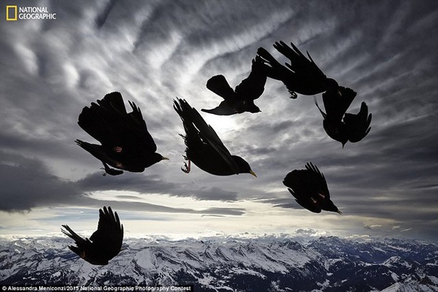Một bầy chim họ quạ có tên Alpine choughs (hay Pyrrhocorax graculus) cư ngụ ở miền núi cao, có tài nhào lộn trên không rất tài tình. Nhiếp ảnh gia Alessandra Meniconzi đã săn khoảnh khắc các chú chim thể hiện khả năng bay lượn ấn tượng trong một ngày nhiều gió.