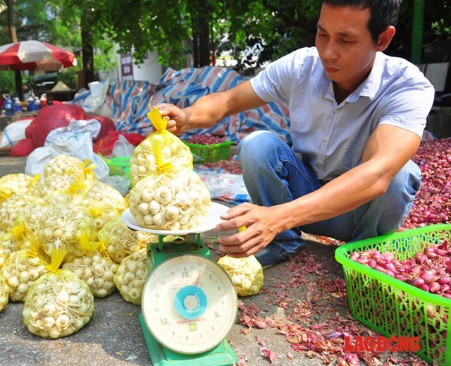 Anh Thắm cho biết, do địa điểm bán của anh tại Hà Nội chưa có nhiều người biết đến nên số lượng bán được khá ít. Hiện tỏi được bán với giá cao nhất là 75.000 đồng/kg, 45.000 đồng/kg hành.