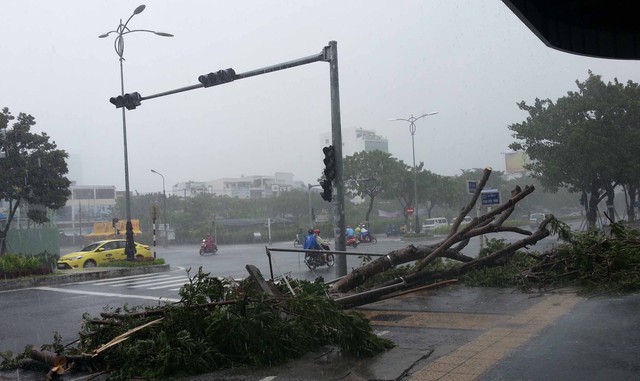 Cây xanh ngã đổ trên đường Nguyễn Văn Linh, dù bão chưa đổ bộ vào đất liền. Ảnh Đức Hoàng