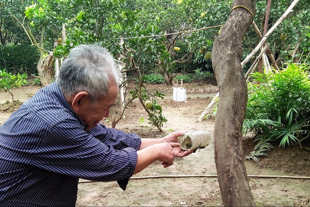 Để đối phó với dịch ruồi vàng, ông Nguyễn Văn Nhàn phải bỏ thuốc vào trong những cái ống như thế này và treo khắp cây bưởi.
