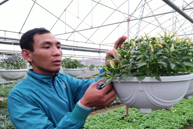 Theo anh Đàm Lê Huy, thì việc chăm sóc các giống cây độc, lạ không phải chuyện dễ. Ảnh: Thu Trang