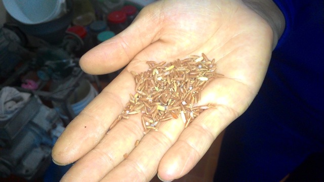 Gạo “dược liệu” thường có màu tím, hạt to hơn gạo bình thường. Ảnh: Cao Tuân