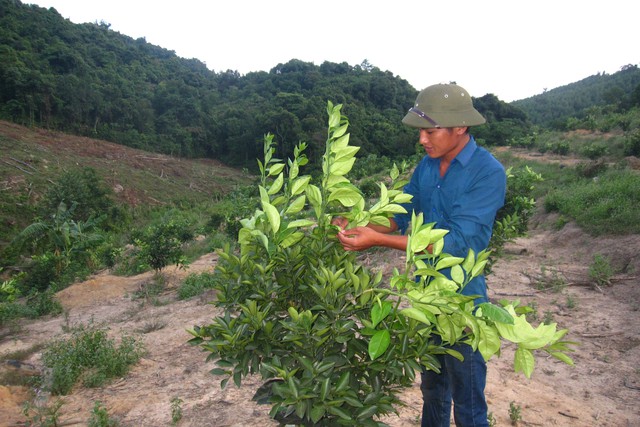 Vinh đang chăm sóc cam.  	Ảnh: Văn Vỵ