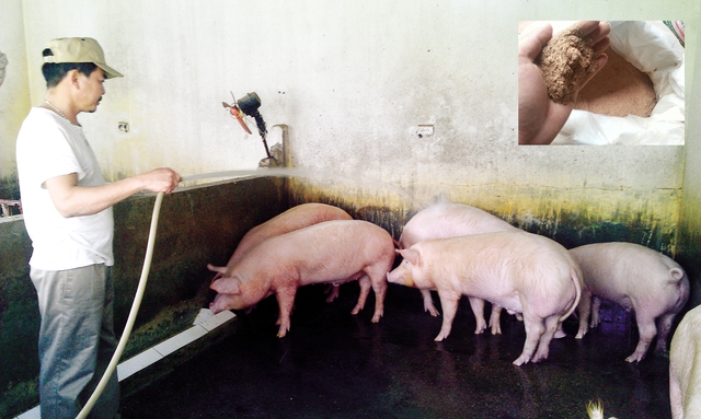 
Dịp cuối năm, nhiều người tìm đến trang trại của ông Chu Quang Tường hỏi mua lợn “vip”. Thuốc Bắc và sâu chít được nghiền thành bột sử dụng làm thức ăn cho lợn (ảnh nhỏ). Ảnh: Nhật Tân
