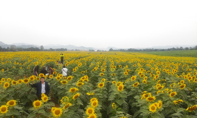 
Đầu tháng 12 dương lịch, khi cánh đồng hoa hướng dương tại Nghệ An bắt đầu nở rộ...

