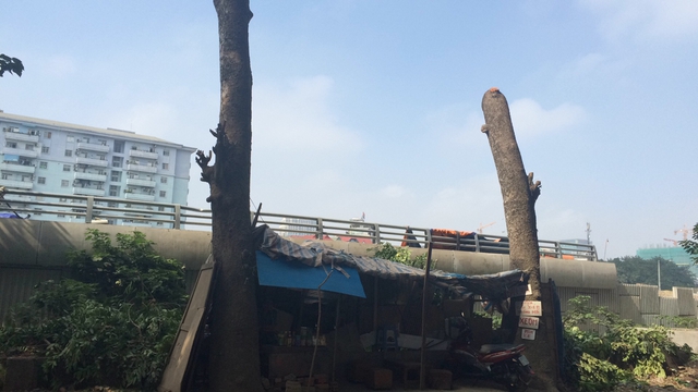 
Chủ qu&aacute;n nước dưới hai gốc c&acirc;y to cho biết, m&igrave;nh vẫn tiếp tục ngồi b&aacute;n h&agrave;ng ở đ&acirc;y đến khi ch&iacute;nh thức bị giải tỏa
