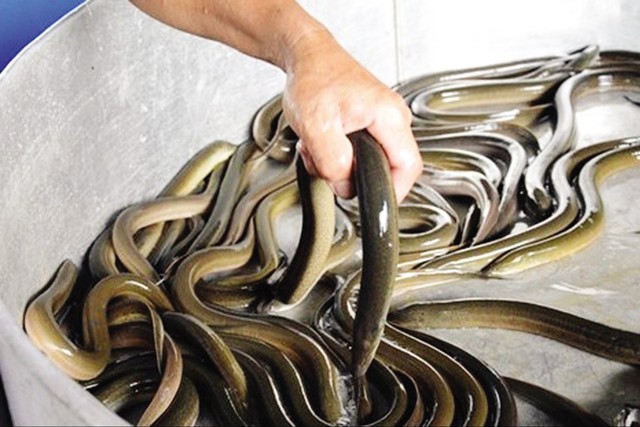 Khi chế biến lươn cần nấu kỹ, ninh nhừ để tránh nhiễm ký sinh trùng sán. Ảnh minh họa