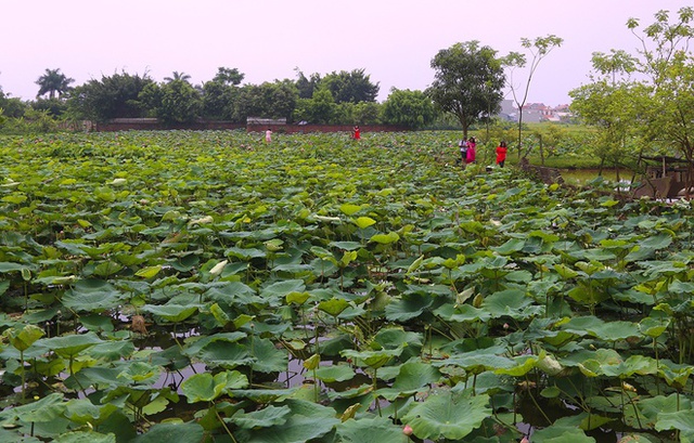 
Anh Nguyễn Văn Hạnh, 47 tuổi, ở thôn Ninh Xá, xã Ninh Sở, huyện Thường Tín (Hà Nội) bị người dân quanh vùng gọi là khùng bởi 4 năm trước đã bỏ ra một đống tiền mua đầm lầy và tự khai phá. Ban đầu mặt nước đầm rộng gần 5.000 m2, sau khi được chủ nhân khai hoang thì lên đến 8.000 m2.
