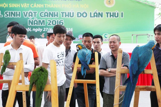 
Hàng chục chú vẹt có giá trị tại Festival sinh vật cảnh (Long Biên, Hà Nội)
