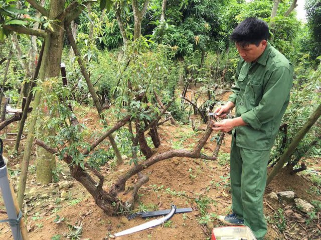 
Các kỹ sư chăm sóc vườn hồng cổ Sapa 3.000 cây ở Hà Nội
