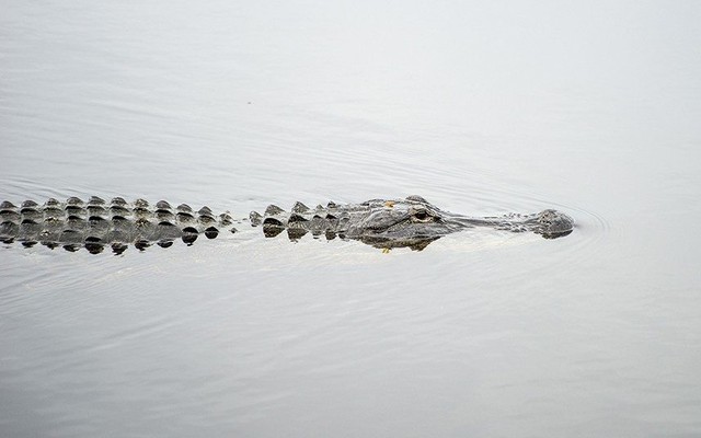 
Cá sấu tại một hồ nước ở bang Florida. (Ảnh: Telegraph)
