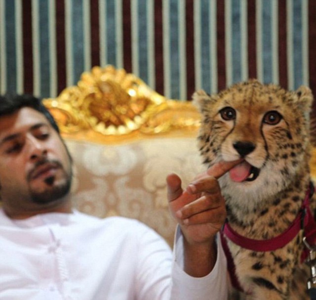 
Abdulla Albuqaish chụp ảnh bên thú cưng.
