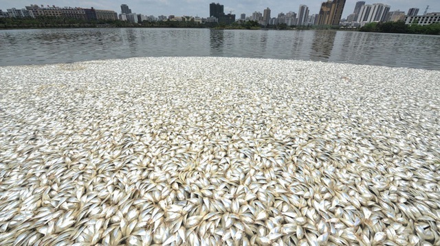 
Ít nhất 35 tấn cá chết trắng mặt hồ.
