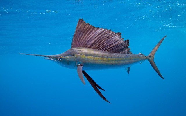 
Cá cờ săn mồi theo từng đàn và sử dụng khả năng bơi cực nhanh để tóm gọn những đàn cá khác như cá cơm hoặc cá mòi.
