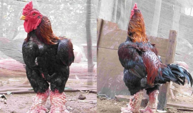 Gà Đông Tảo ngon là gà có sắc mào đỏ, mặt mũi nhìn nhanh nhẹn. (Ảnh minh họa).