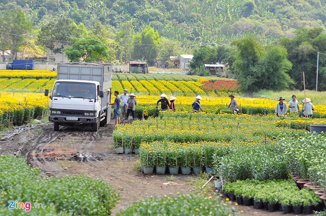 
Cận Tết, các vựa hoa tại xã Quang Trung (huyện Thống Nhất, Đồng Nai) bước vào đợt cao điểm xuất hàng. Các thương lái chạy xe tải về mua hoa, cây cảnh tấp nập từ sáng tinh mơ đến tối mịt.
