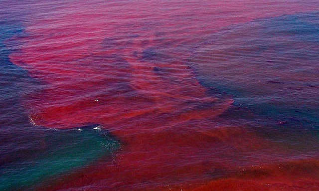 
Thủy triều đỏ, hay còn gọi là tảo nở hoa, là hiện tượng quá nhiều tảo sinh sản với số lượng nhanh trong nước. Tảo ở cửa sông, biển, hoặc nước ngọt tích tụ thường khiến mặt nước đục hoặc chuyển màu tím, hồng, xanh, đỏ hoặc nâu.Trong ảnh, thủy triều đỏ do loài sinh vật tên Karenia brevis gây ra ở Florida, Mỹ, vào tháng 8/2014. Đợt thủy triều đỏ này diễn ra trên khu vực dài 145 km, rộng 96 km. Ảnh:Space Coast Daily.
