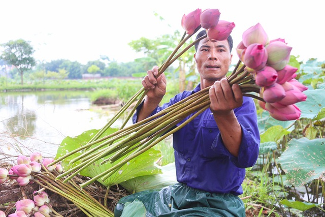 
Hoa nở rải rác từ tháng 4 đến tháng 8. Khi thời tiết tốt hoa nở nhiều hơn và nhu cầu mua hoa tăng cao, có ngày anh bán được khoảng 600 bông với giá 3.000 đồng/bông.
