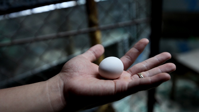 Trứng gà Serama nhỏ, có vị thơm ngon nhưng chu trình đẻ thưa nên chủ yếu dùng để ấp nhân giống.