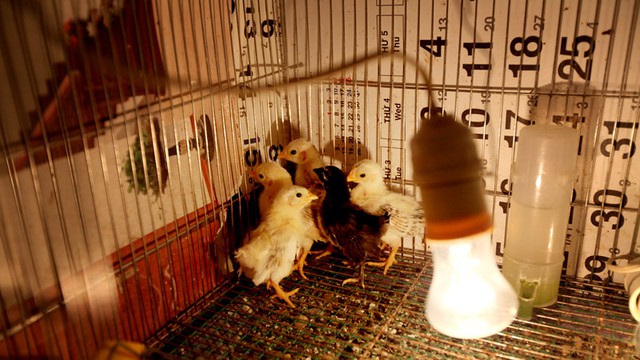 Hiện mỗi tháng trang trại ấp thành công khoảng 15 gà con, với giá thành cho mỗi con 1 tháng tuổi từ 800 ngàn đồng tới 1,5 triệu đồng.