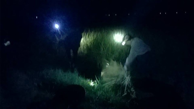 
Để tránh cái nóng lứa, nông dân xã Quỳnh Đôi (Quỳnh Lưu, Nghệ An) đã phải dùng đèn gặt đêm. Ảnh: Hồ Ngọc Thành
