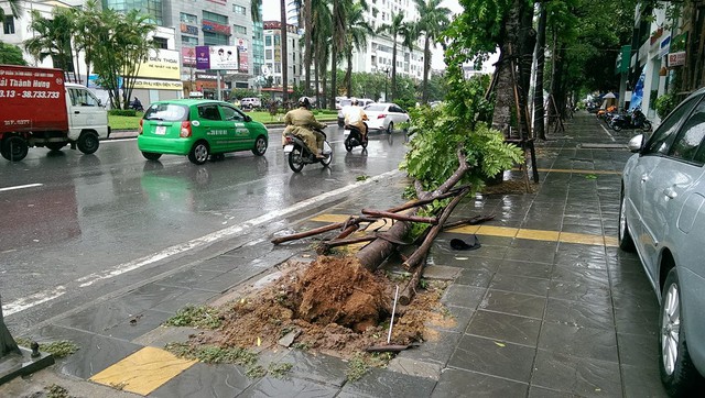 
Theo quan sát của phóng viên, có ít nhất 30 cây lát hoa bị đổ, bật gốc trên tuyến đường này. Ngoài ra, còn rất nhiều cây xanh bị nghiêng, đe dọa đổ trong mưa lớn.
