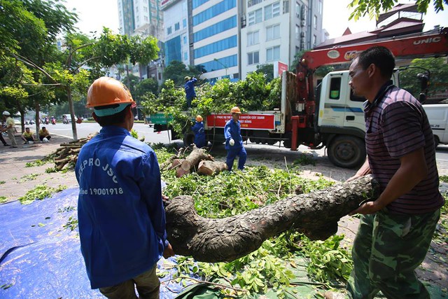 
Trước đó, tháng 3/2015, Hà Nội chặt bỏ gần 500 cây xà cừ cổ thụ trên đường Nguyễn Trãi để phục vụ thi công tuyến đường sắt Cát Linh – Hà Đông.
