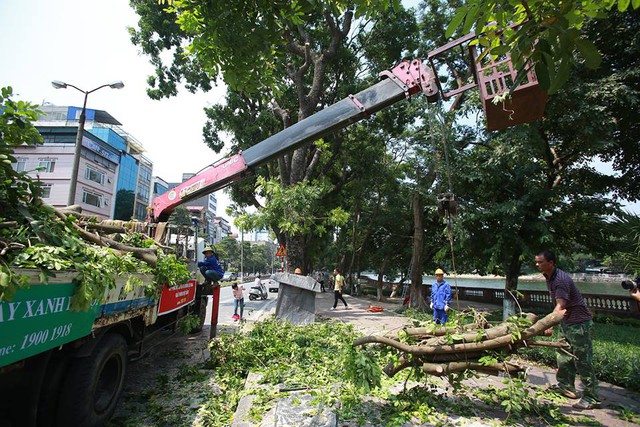 
Những cành xà cừ có đường kính từ 10 - 20 cm đã được cắt bỏ khỏi thân cây, chờ di chuyển.
