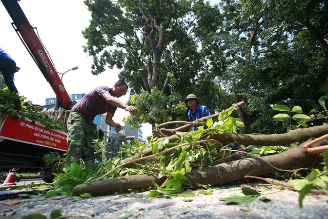 
Ngày đầu tiên chặt hạ, đánh chuyển xà cừ, nhà thầu đã huy động nhiều công nhân, máy cẩu lần lượt cắt tỉa cành cây.
