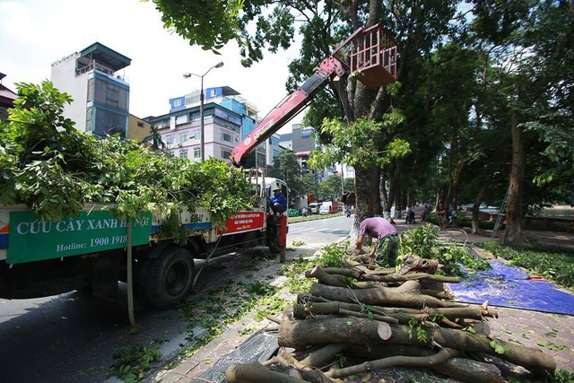 
Các cây xanh trên phố Kim Mã được đánh số thứ tự để phục vụ việc dịch chuyển.
