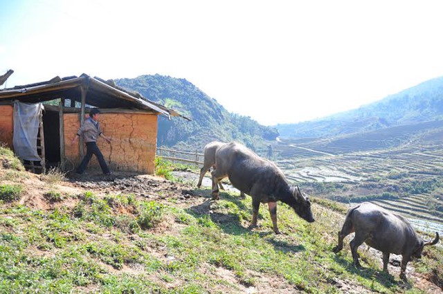 Người dân các xã của huyện Sa Pa bắt đầu thả trâu đi ăn, sưởi ấm sau những ngày giá rét cực độ.