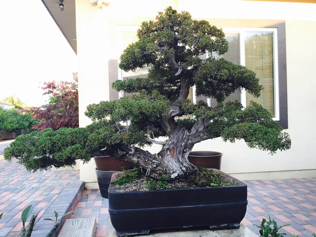 
Nhiều và quý nhất vẫn là những cây bonsai như bách xù Nhật.
