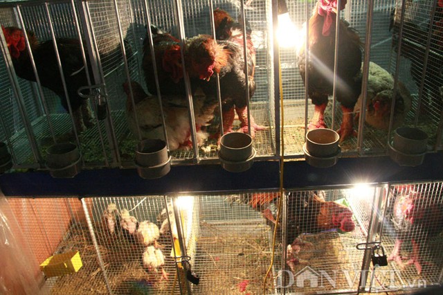 
Tại hội chợ, gà Đông Tảo con giống được bán với giá 300.000 đồng/con.
