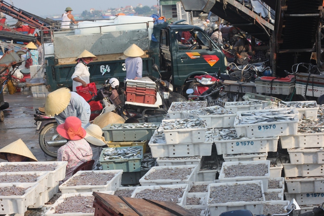 Hàng chục khay cá vừa được vận chuyển từ tàu xuống.