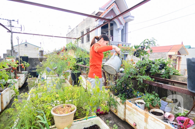 Chị Mai Hương đang tỉ mỉ chăm sóc cho vườn cà chua của mình.