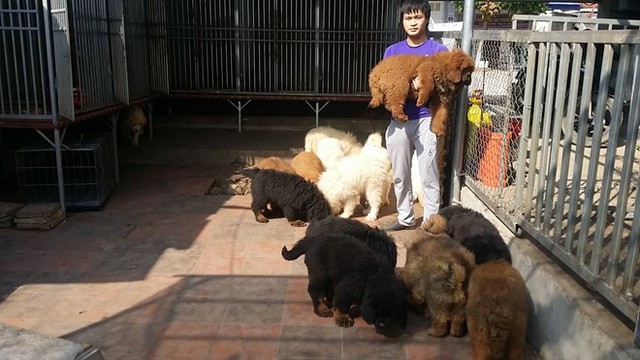
Trang trại chó Ngao Tạng của anh Hoàng. Ảnh: NVCC

