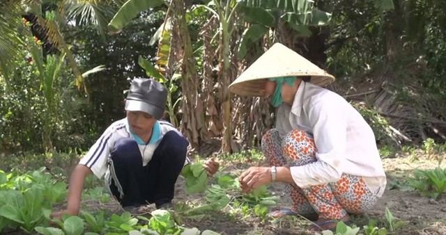 
Mảnh đất nhỏ nơi trồng rau cải là tài sản quý nhất của gia đình. Ảnh: Cắt từ clip
